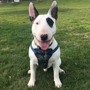 Meet your Posher, Francisco